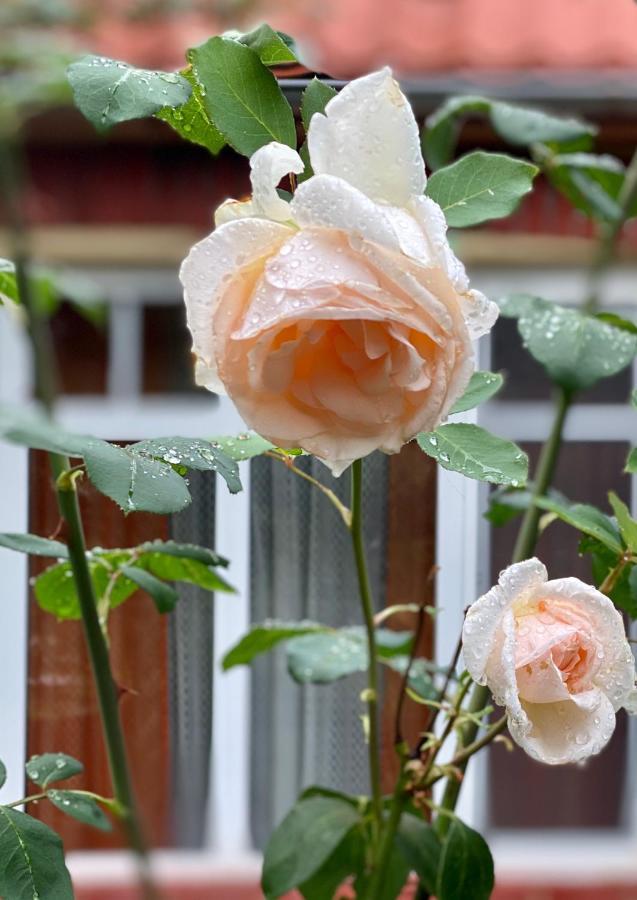 Flower Street Svityaz' ภายนอก รูปภาพ
